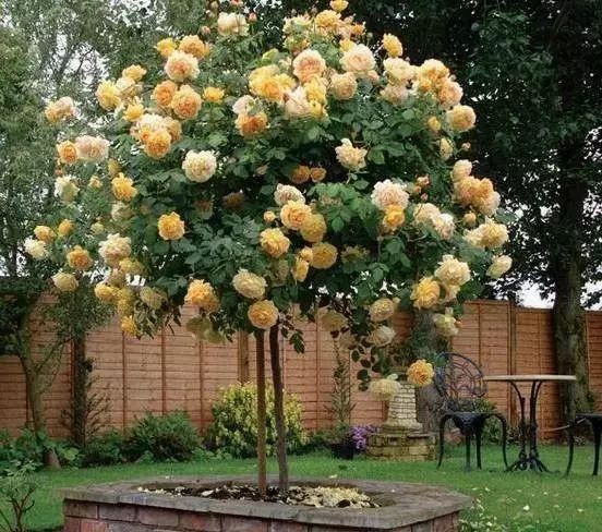 1676581712155804.jpg 微信圖片_20230211070245.jpg