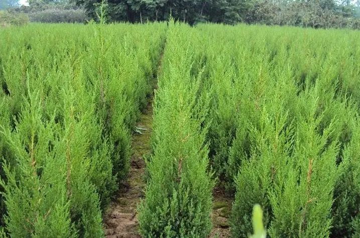 1676892903838578.jpg 蜀檜2.jpg