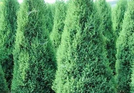 1676892948571249.jpg 北京檜.jpg