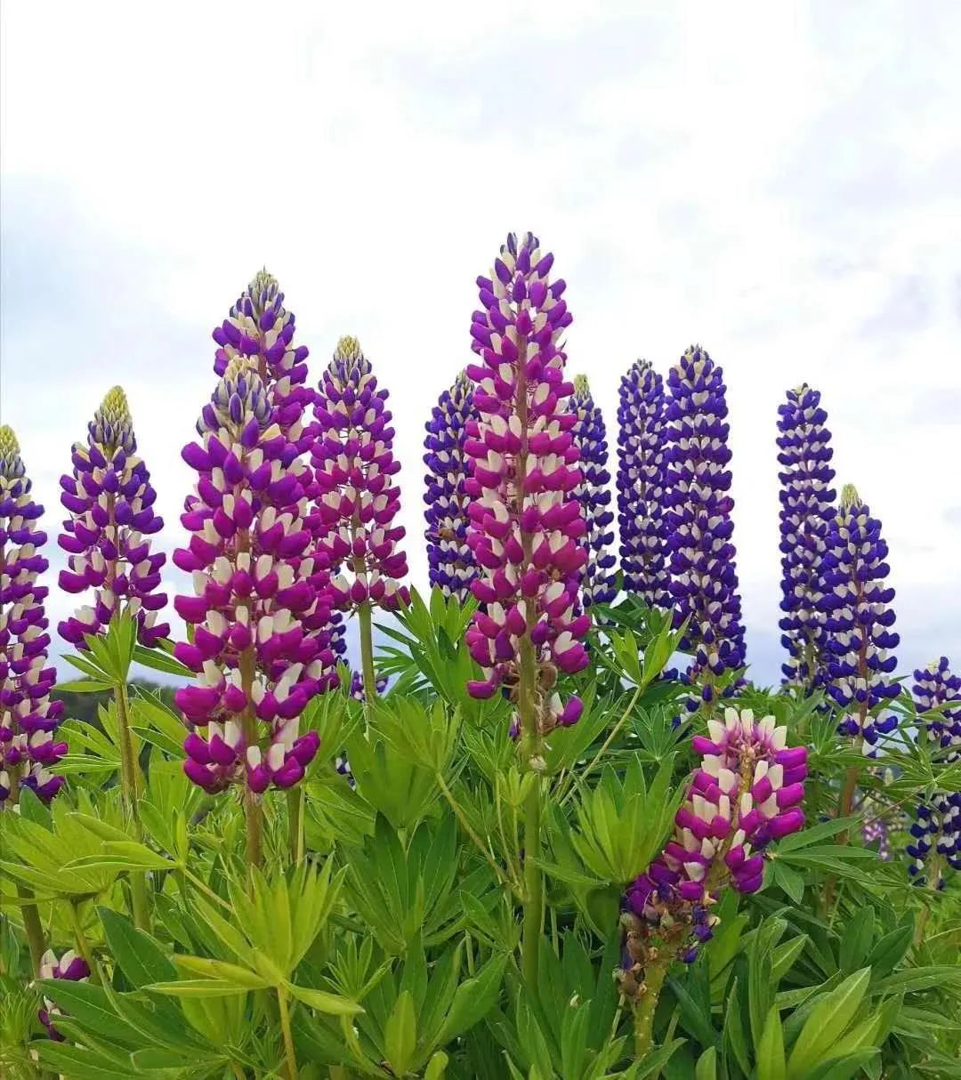 1676899677644057.jpg 微信圖片_20221118071440.jpg