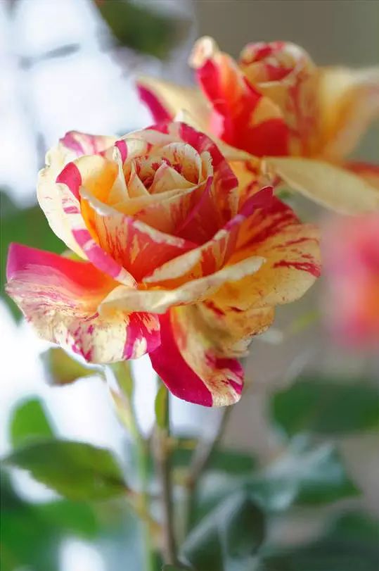 1676900146764838.jpg 微信圖片_20230204215858.jpg