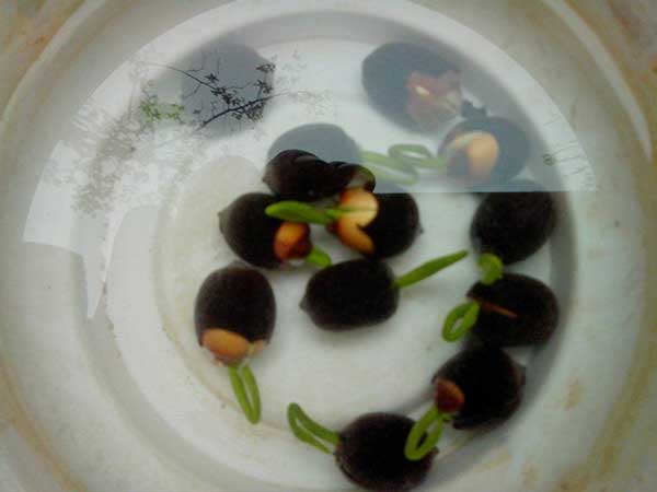 1712459013930978.jpg 1-1F52Z95624549.jpg