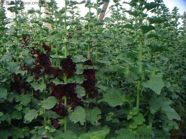 1712815534919543.jpg 1-1F615213611L9.jpg