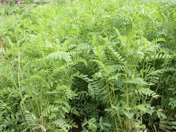 1712888570443171.jpg 1-1F5031036414Y.jpg