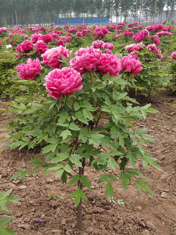 1712901776845306.jpg 1-1P91109221U61.JPG