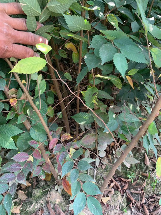 櫸樹是景區(qū)綠化中最常用園林植物,觀賞價(jià)值極高,經(jīng)常作為行道樹或者觀賞樹,也可以群植栽種成風(fēng)景。紅櫸樹抗污染能力十分強(qiáng)悍,不僅樹姿優(yōu)美,高大雄偉,還可以吸收有害氣體,抗風(fēng)能力強(qiáng),不易伏倒。那么,紅櫸樹未來十年前景如何?紅櫸樹種植多久成才?下面我們一起來看看吧! 一、紅櫸樹未來十年前景如何? 1、觀賞 紅櫸樹生長快,樹干通直,樹姿優(yōu)美,枝葉繁茂,春季開花,秋季葉子會(huì)變成紅色,觀賞性極高。 2、綠化 紅櫸樹環(huán)境適應(yīng)能力強(qiáng),栽植應(yīng)用廣泛,不僅可以綠化種植,還有不錯(cuò)的抗污染、抗風(fēng)能力,可吸收有害氣體,改善空氣質(zhì)量,植株根深性,可以防風(fēng)固土,經(jīng)常用作護(hù)林帶樹種和水土保持樹種。 3、經(jīng)濟(jì) 紅櫸樹木材堅(jiān)硬、有彈性、并且不會(huì)縮水,木材紋理清晰有光澤,可以用來制作很多家具和其他器具,經(jīng)濟(jì)價(jià)值很高。 4、前景 櫸樹的適應(yīng)能力強(qiáng),栽植地區(qū)廣泛,發(fā)揮的綠化和生態(tài)價(jià)值比較明顯,經(jīng)常用作生態(tài)綠化樹種栽植在各大場所,產(chǎn)量和需求量都非常大,種植前景不錯(cuò)。 二、紅櫸樹種植多久成才? 紅櫸樹分布地區(qū)廣,目前主要分布在廣東、廣西、貴州、云南、安徽、湖北、湖南等地,南方地區(qū)栽植廣泛。紅櫸樹幼苗生長稍慢,種植6—7年后開始轉(zhuǎn)快,樹體七八十年不衰退,百年大樹仍能正常結(jié)實(shí)。 三、2020紅櫸市場價(jià)格行情 南京市浦口區(qū)來云園藝場米徑15公分紅櫸1600元一棵; 江蘇 鎮(zhèn)江句容地之緣苗木基地米徑7公分紅櫸80元一棵; 宿遷宏洲園林綠化工程有限公司地徑2公分紅櫸10元一棵; 江蘇南京南京寶泉苗木苗圃場米徑4公分紅櫸28元一棵; 江蘇宿遷三葉園林植物有限公司米徑12公分紅櫸600元一棵。 以上就是關(guān)于紅櫸樹未來十年前景如何和紅櫸樹種植多久成才的相關(guān)介紹,不同地區(qū)不同規(guī)格的紅櫸樹價(jià)格不一樣,具體要以當(dāng)?shù)匦星闉闇?zhǔn)。以上是中國花木網(wǎng)提供的紅櫸樹基地最新報(bào)價(jià)信息,關(guān)注花木網(wǎng)可獲得各產(chǎn)地商城實(shí)時(shí)報(bào)價(jià),及時(shí)掌握苗木行情,做活苗木生意。 櫸樹是景區(qū)綠化中最常用園林植物,觀賞價(jià)值極高,經(jīng)常作為行道樹或者觀賞樹,也可以群植栽種成風(fēng)景。紅櫸樹抗污染能力十分強(qiáng)悍,不僅樹姿優(yōu)美,高大雄偉,還可以吸收有害氣體,抗風(fēng)能力強(qiáng),不易伏倒。那么,紅櫸樹未來十年前景如何?紅櫸樹種植多久成才?下面我們一起來看看吧! 一、紅櫸樹未來十年前景如何? 1、觀賞 紅櫸樹生長快,樹干通直,樹姿優(yōu)美,枝葉繁茂,春季開花,秋季葉子會(huì)變成紅色,觀賞性極高。 2、綠化 紅櫸樹環(huán)境適應(yīng)能力強(qiáng),栽植應(yīng)用廣泛,不僅可以綠化種植,還有不錯(cuò)的抗污染、抗風(fēng)能力,可吸收有害氣體,改善空氣質(zhì)量,植株根深性,可以防風(fēng)固土,經(jīng)常用作護(hù)林帶樹種和水土保持樹種。 3、經(jīng)濟(jì) 紅櫸樹木材堅(jiān)硬、有彈性、并且不會(huì)縮水,木材紋理清晰有光澤,可以用來制作很多家具和其他器具,經(jīng)濟(jì)價(jià)值很高。 4、前景 櫸樹的適應(yīng)能力強(qiáng),栽植地區(qū)廣泛,發(fā)揮的綠化和生態(tài)價(jià)值比較明顯,經(jīng)常用作生態(tài)綠化樹種栽植在各大場所,產(chǎn)量和需求量都非常大,種植前景不錯(cuò)。 二、紅櫸樹種植多久成才? 紅櫸樹分布地區(qū)廣,目前主要分布在廣東、廣西、貴州、云南、安徽、湖北、湖南等地,南方地區(qū)栽植廣泛。紅櫸樹幼苗生長稍慢,種植6—7年后開始轉(zhuǎn)快,樹體七八十年不衰退,百年大樹仍能正常結(jié)實(shí)。 三、2020紅櫸市場價(jià)格行情 南京市浦口區(qū)來云園藝場米徑15公分紅櫸1600元一棵; 江蘇 鎮(zhèn)江句容地之緣苗木基地米徑7公分紅櫸80元一棵; 宿遷宏洲園林綠化工程有限公司地徑2公分紅櫸10元一棵; 江蘇南京南京寶泉苗木苗圃場米徑4公分紅櫸28元一棵; 江蘇宿遷三葉園林植物有限公司米徑12公分紅櫸600元一棵。 以上就是關(guān)于紅櫸樹未來十年前景如何和紅櫸樹種植多久成才的相關(guān)介紹,不同地區(qū)不同規(guī)格的紅櫸樹價(jià)格不一樣,具體要以當(dāng)?shù)匦星闉闇?zhǔn)。以上是中國花木網(wǎng)提供的紅櫸樹基地最新報(bào)價(jià)信息,關(guān)注花木網(wǎng)可獲得各產(chǎn)地商城實(shí)時(shí)報(bào)價(jià),及時(shí)掌握苗木行情,做活苗木生意。