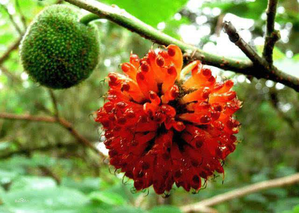 構(gòu)樹果實(shí) 構(gòu)樹果實(shí)