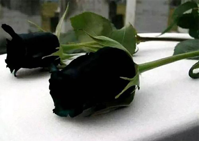 黑玫瑰的花語是什么？黑玫瑰的寓意和象征