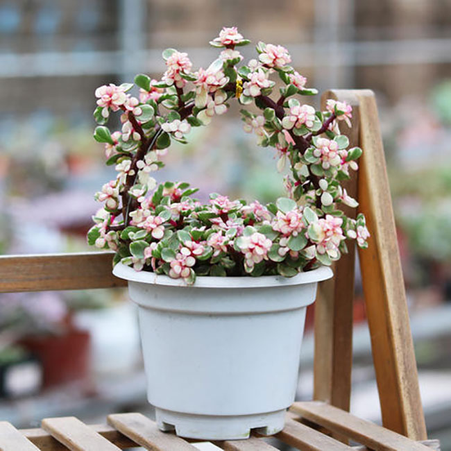 5種便宜花卉，越養越值錢