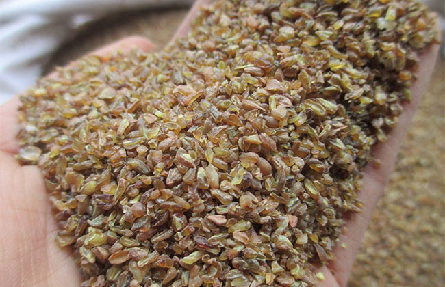 苦蕎麥價格多少錢一棵?苦蕎麥如何種植?