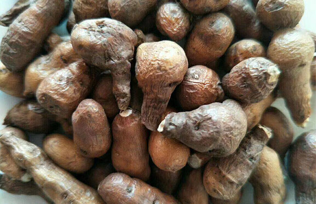 野生蕨麻有什么功效?蕨麻的功效與作用