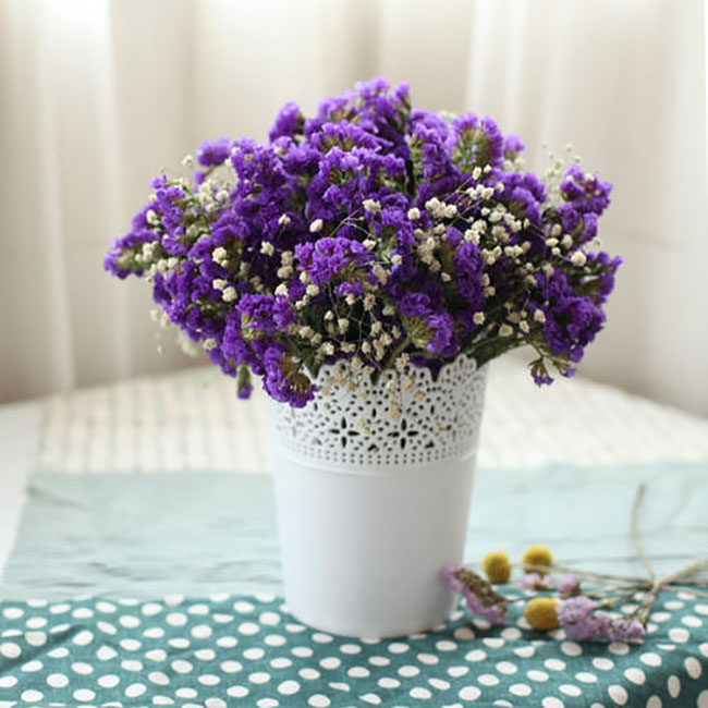 勿忘我盆栽種植