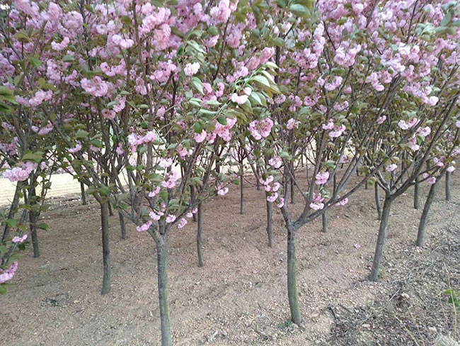 櫻花樹苗幾月份種植?櫻花苗種植方法