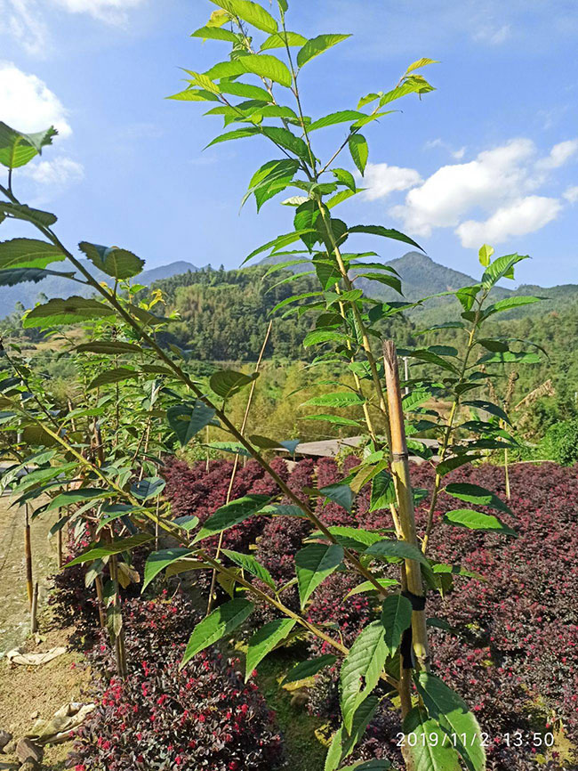 櫻花樹苗幾月份種植?櫻花苗種植方法
