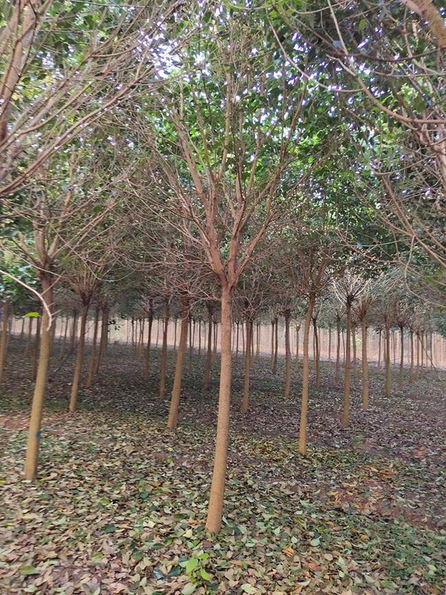 大葉女貞小苗批發價格多少錢一棵