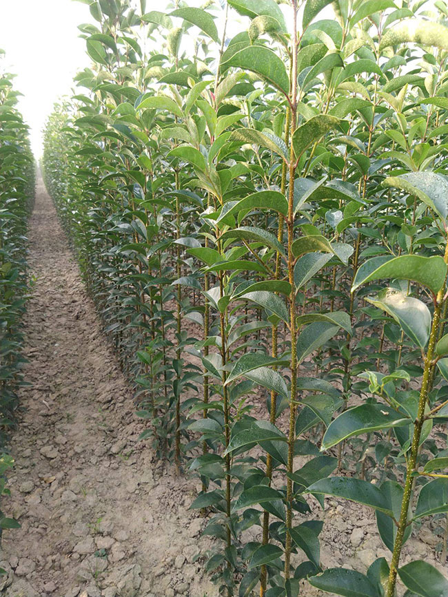 大葉女貞小苗批發價格多少錢一棵