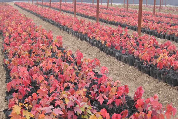 美國(guó)紅楓幼苗
