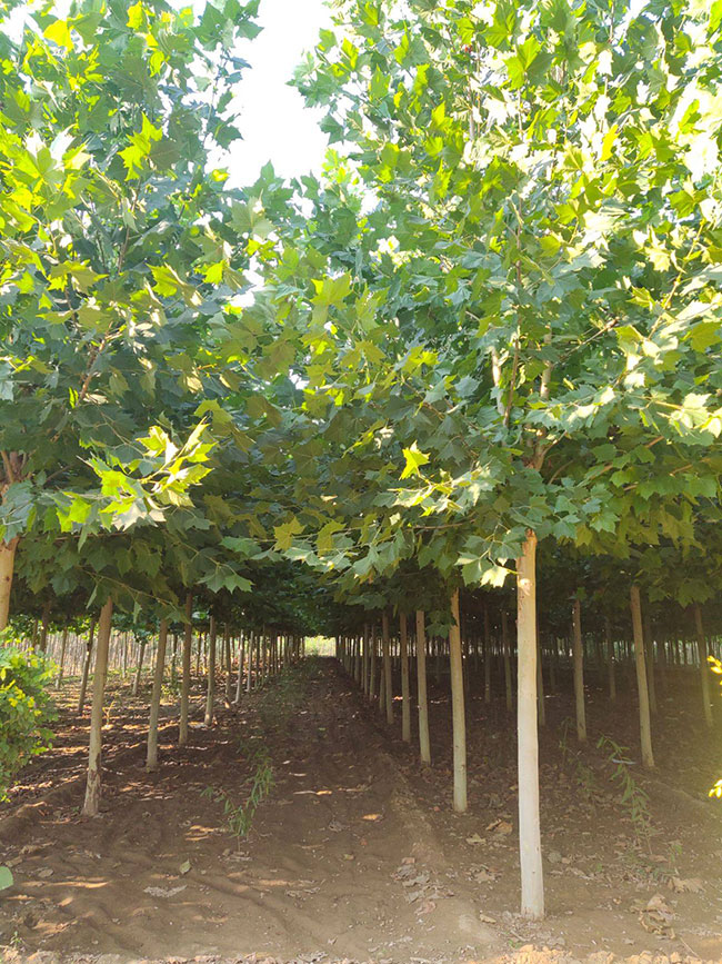 法國梧桐樹苗多少錢一顆