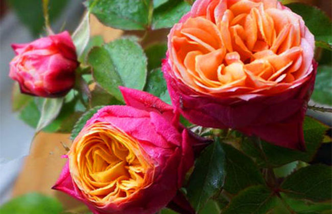 月季花根怎么種植?月季花栽培技術