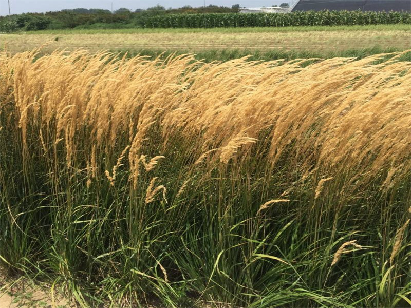 1635131888488647.jpg 8d4d66f714a446bfd7cb22f5042d1f2.jpg