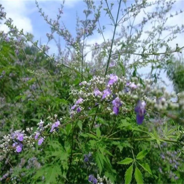 荊條種子 荊條種子